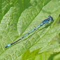 Variable Damselfly variant (Coenagrion pulchellum) Sussex, Alan Prowse